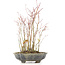 Acer palmatum, 32 cm, ± 8 Jahre alt