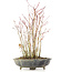 Acer palmatum, 32 cm, ± 8 Jahre alt