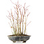 Acer palmatum, 32 cm, ± 8 Jahre alt