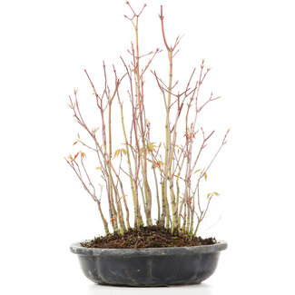 Acer palmatum, 32 cm, ± 8 anni