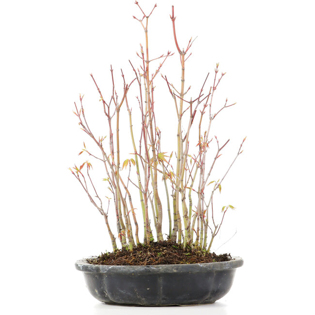 Acer palmatum, 32 cm, ± 8 anni