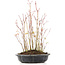 Acer palmatum, 32 cm, ± 8 jaar oud