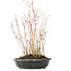 Acer palmatum, 32 cm, ± 8 anni