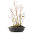 Acer palmatum, 32 cm, ± 8 Jahre alt