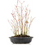 Acer palmatum, 32 cm, ± 8 jaar oud