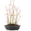 Acer palmatum, 32 cm, ± 8 jaar oud