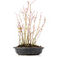 Acer palmatum, 32 cm, ± 8 Jahre alt