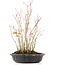 Acer palmatum, 32 cm, ± 8 Jahre alt