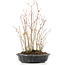 Acer palmatum, 32 cm, ± 8 anni