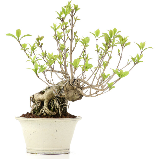 Callicarpa japonica, 31 cm, ± 10 jaar oud