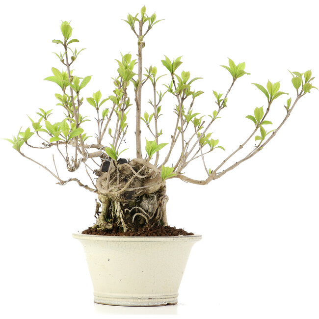 Callicarpa japonica, 31 cm, ± 10 jaar oud