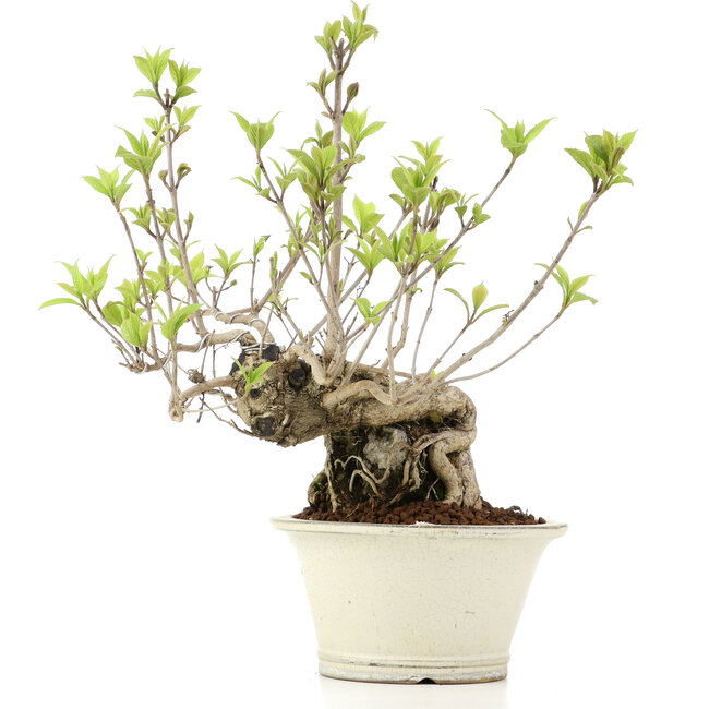 Callicarpa japonica, 31 cm, ± 10 jaar oud