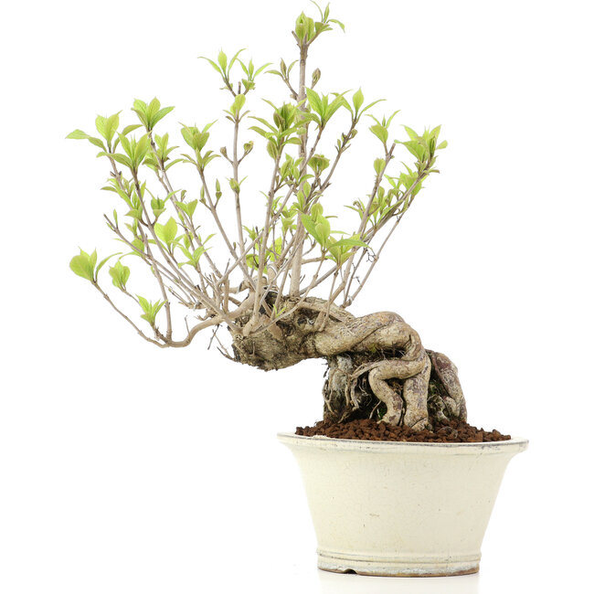 Callicarpa japonica, 31 cm, ± 10 jaar oud