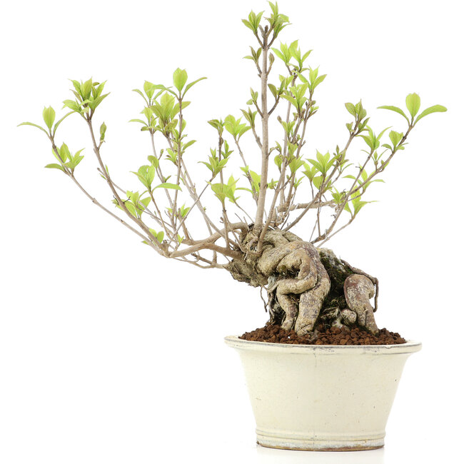 Callicarpa japonica, 31 cm, ± 10 anni