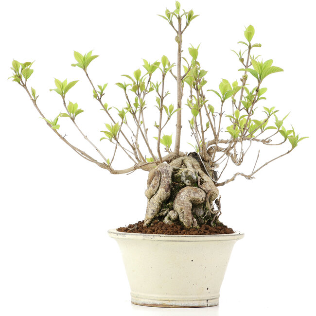 Callicarpa japonica, 31 cm, ± 10 jaar oud