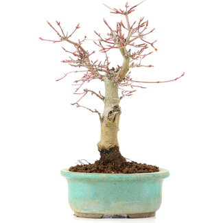 Acer palmatum, 20 cm, ± 20 years old