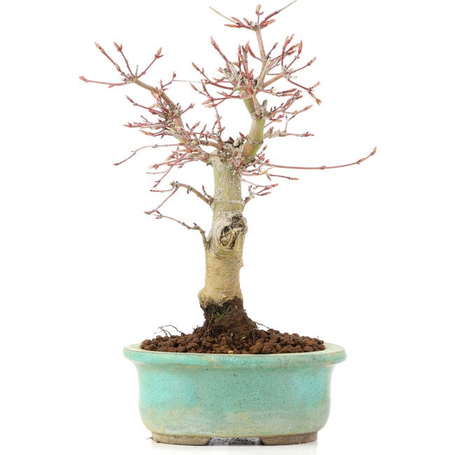 Acer palmatum, 20 cm, ± 20 años