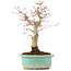 Acer palmatum, 20 cm, ± 20 Jahre alt