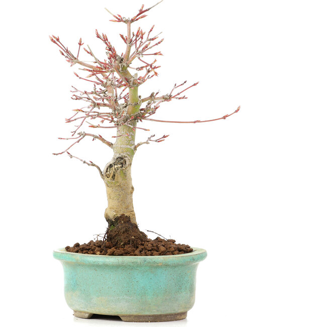 Acer palmatum, 20 cm, ± 20 years old