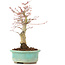Acer palmatum, 20 cm, ± 20 ans