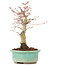 Acer palmatum, 20 cm, ± 20 years old