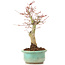 Acer palmatum, 20 cm, ± 20 anni