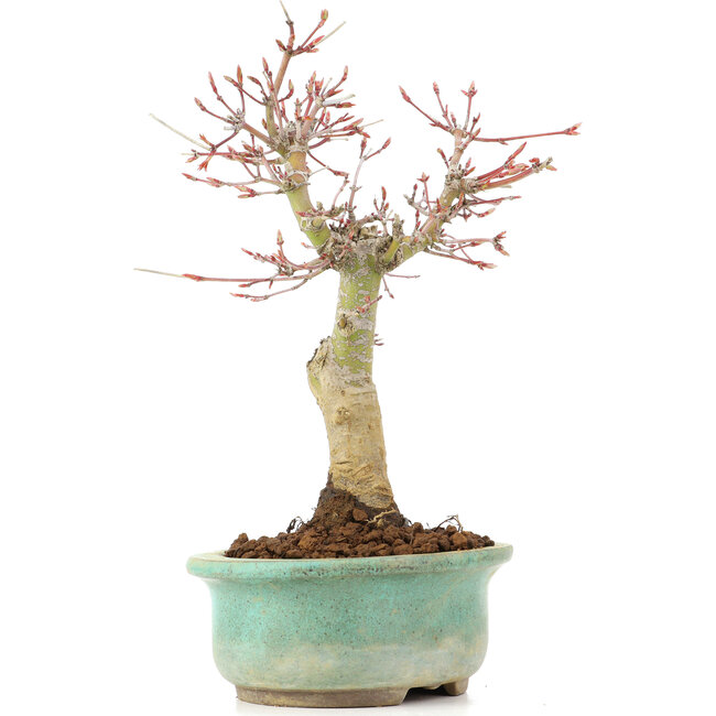 Acer palmatum, 20 cm, ± 20 Jahre alt