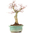 Acer palmatum, 20 cm, ± 20 jaar oud