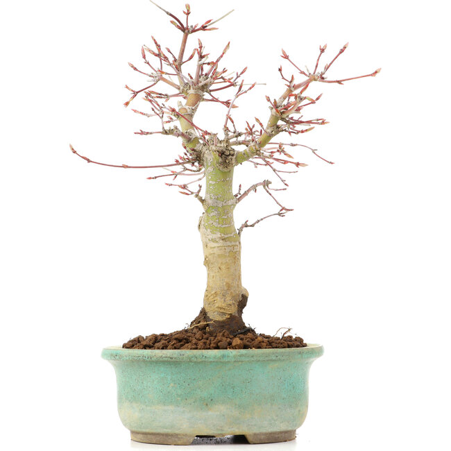 Acer palmatum, 20 cm, ± 20 Jahre alt