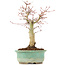 Acer palmatum, 20 cm, ± 20 Jahre alt