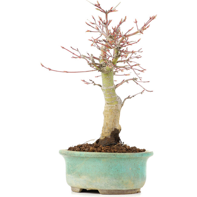 Acer palmatum, 20 cm, ± 20 anni