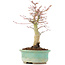 Acer palmatum, 20 cm, ± 20 years old