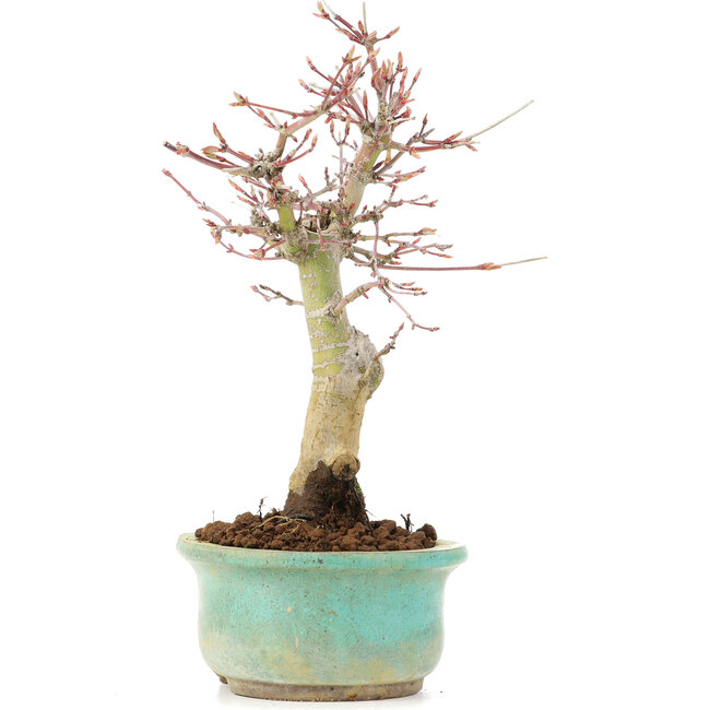 Acer palmatum, 20 cm, ± 20 jaar oud
