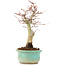 Acer palmatum, 20 cm, ± 20 years old