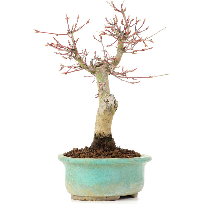 Acer palmatum, 20 cm, ± 20 Jahre alt