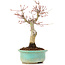 Acer palmatum, 20 cm, ± 20 jaar oud