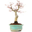 Acer palmatum, 20 cm, ± 20 Jahre alt