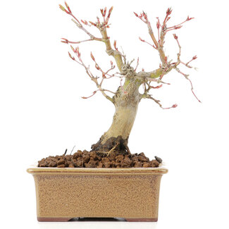 Acer palmatum, 14 cm, ± 20 jaar oud