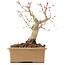 Acer palmatum, 14 cm, ± 20 anni