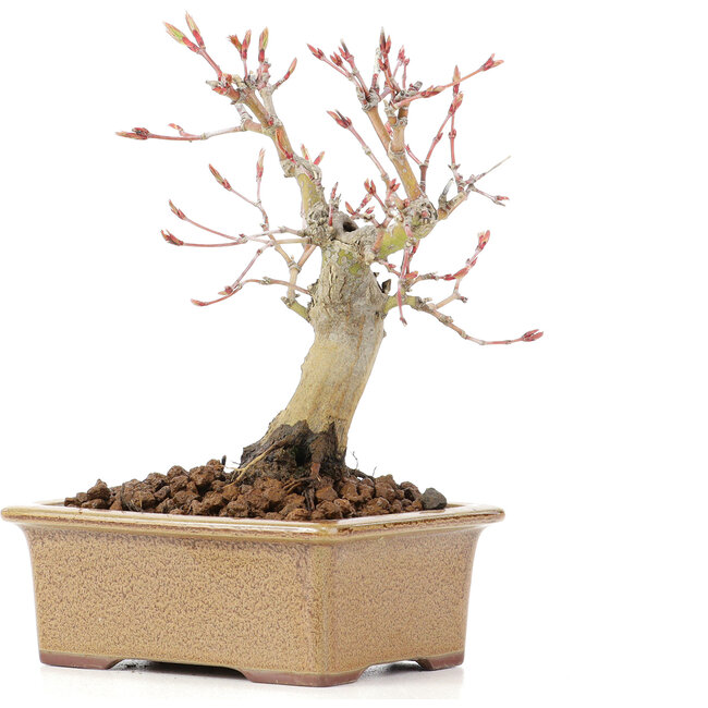 Acer palmatum, 14 cm, ± 20 jaar oud