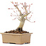 Acer palmatum, 14 cm, ± 20 jaar oud