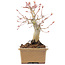 Acer palmatum, 14 cm, ± 20 jaar oud