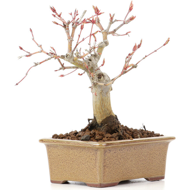 Acer palmatum, 14 cm, ± 20 anni