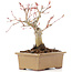 Acer palmatum, 14 cm, ± 20 ans