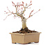 Acer palmatum, 14 cm, ± 20 jaar oud