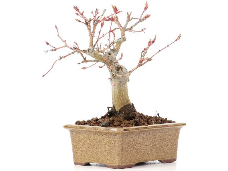 Acer palmatum, 14 cm, ± 20 jaar oud