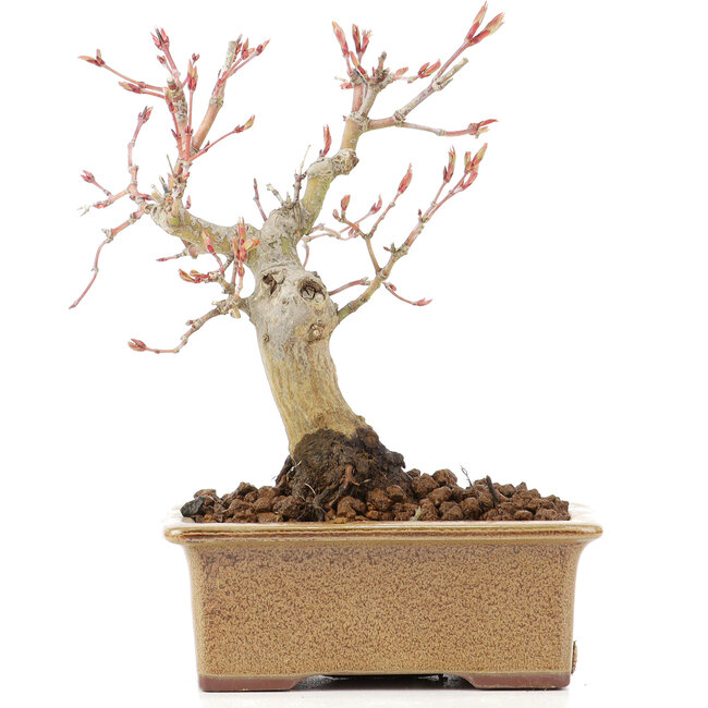 Acer palmatum, 14 cm, ± 20 years old