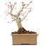 Acer palmatum, 14 cm, ± 20 Jahre alt