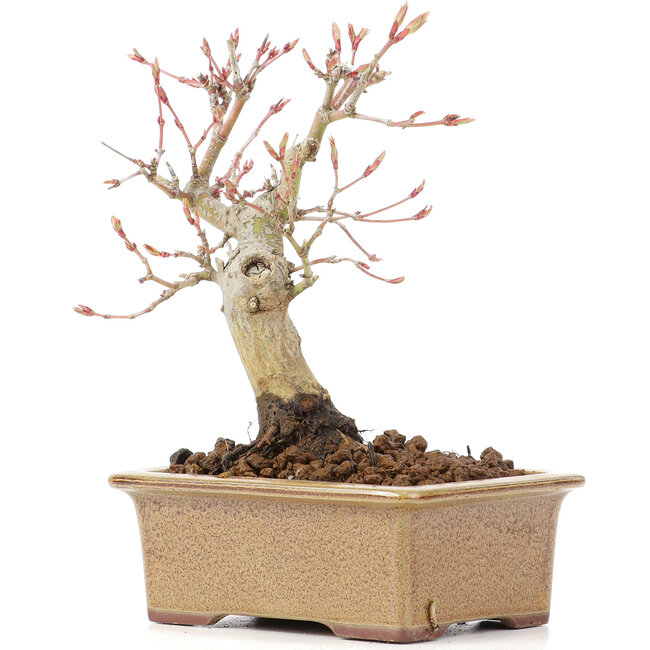 Acer palmatum, 14 cm, ± 20 years old