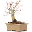 Acer palmatum, 14 cm, ± 20 ans